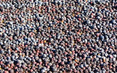 Demand for Dried Blueberries on the Rise