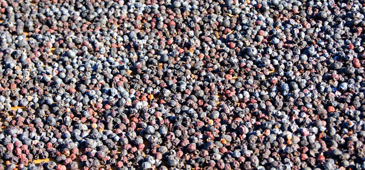 Dried blueberries